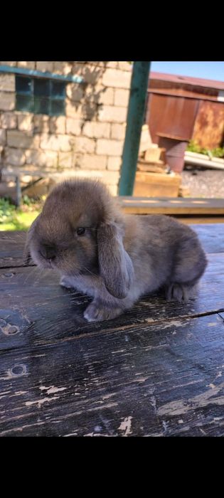 Продаются крольчата