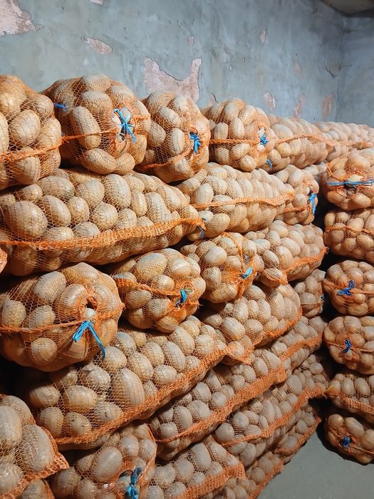 Vand cartof alb si rosu recent sortat