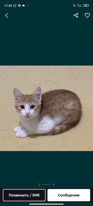 Отдам в добрые руки