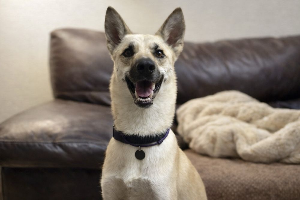 Добрый и молодой пес Арчи