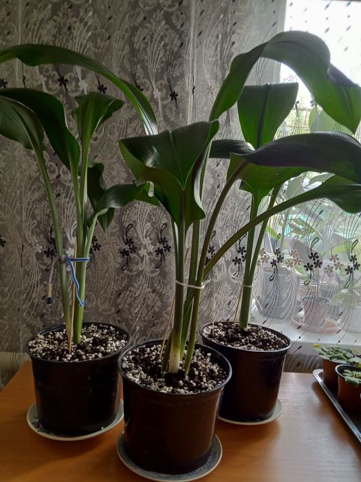 Эухарис комнатный белый