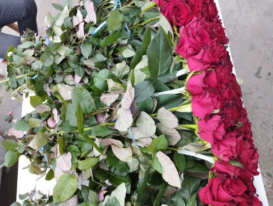 Хар хил гуллар оптим