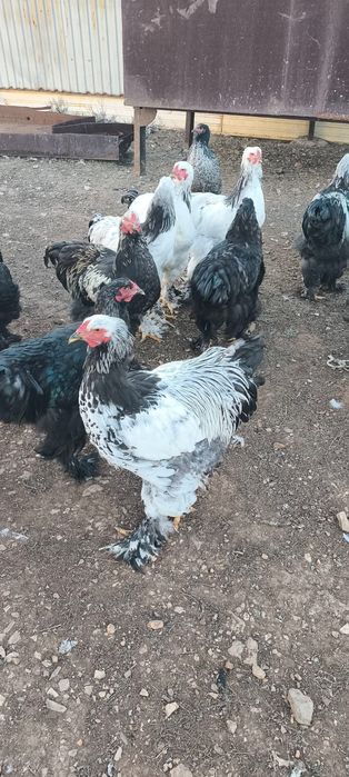 Продам куры Брама