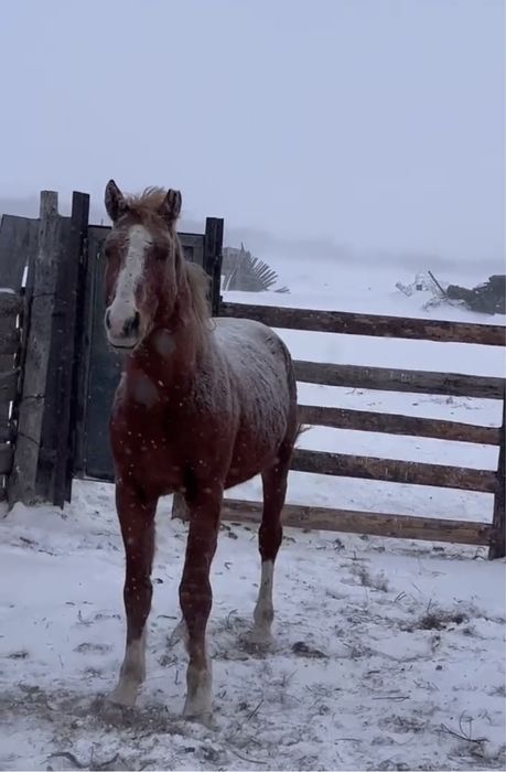 Продам   жеребца