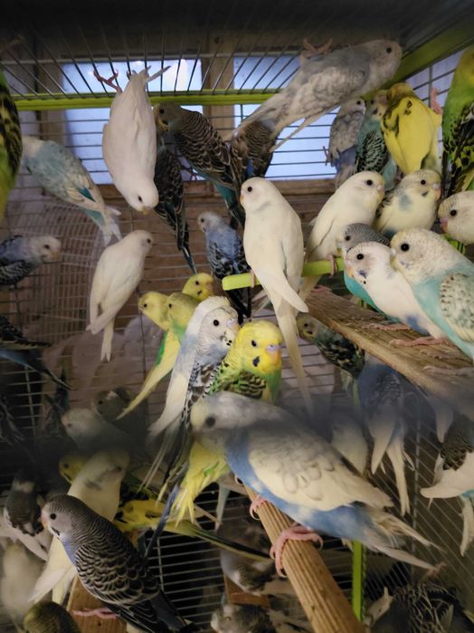 Вълнисти папагали на едро и дребно