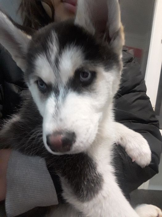 Продам сибийрски хаски