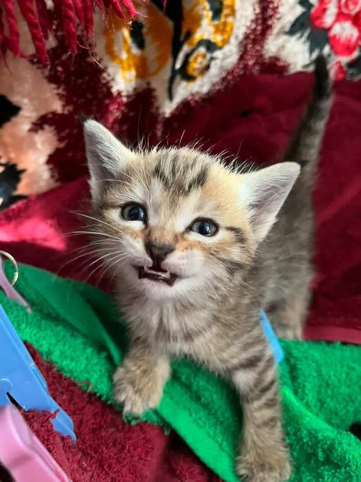 Тигровый комочек