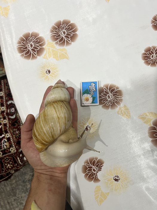 Улитки ахатины кнупные