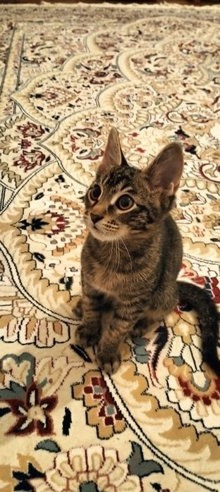 Коко есімді ойнағыш мысық