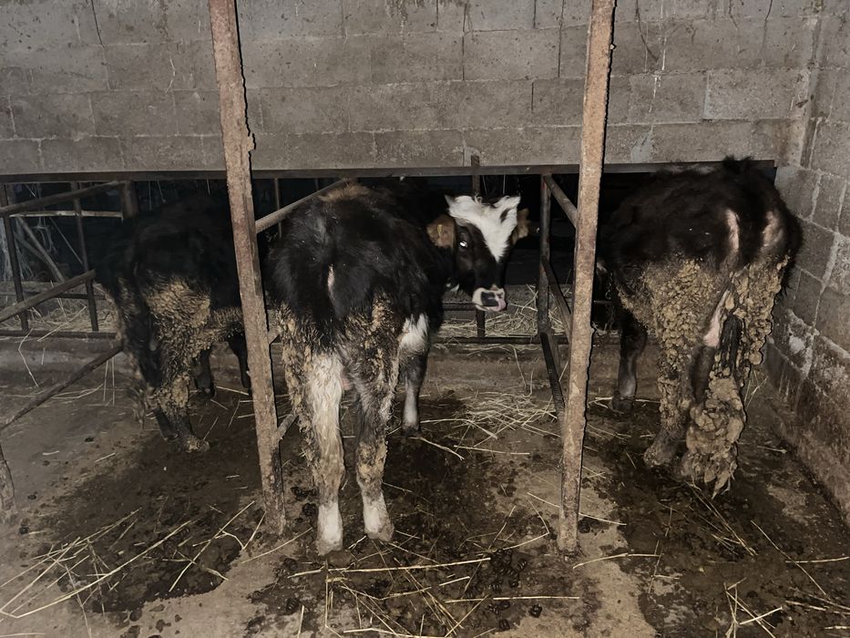 Продам быков торг есть