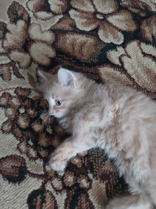 Отдам даром котёнка мальчик.