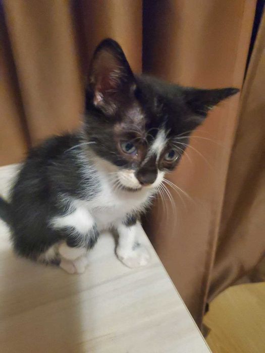 Две прекрасни котенца на 2 месеца търсят дом