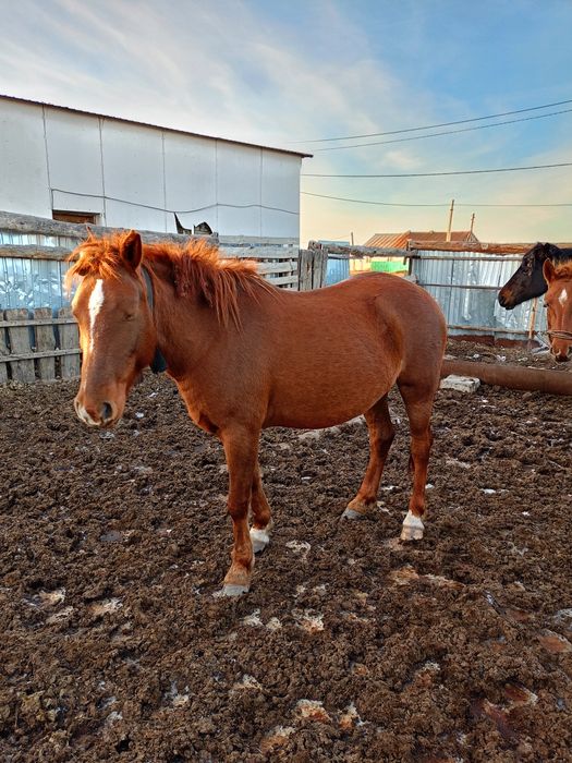 Продам лошадь семи летку