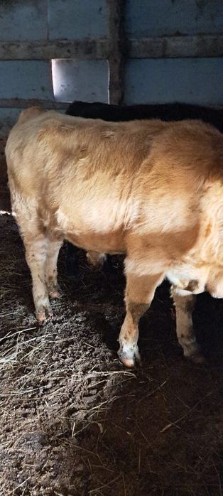 Продам 3бычков подсосный крупные