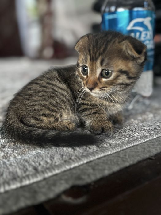 Котенок в хорошие руки