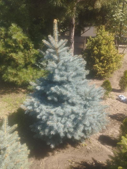 Бонсай и  прочее