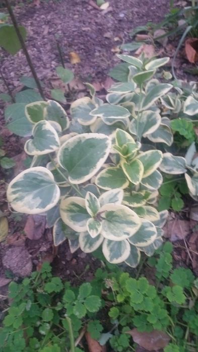 Продаётся цветы много летние