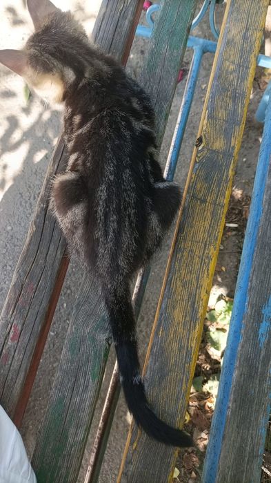 Котят в хорошие руки