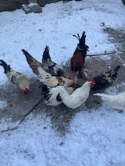 Продам питухов. .
