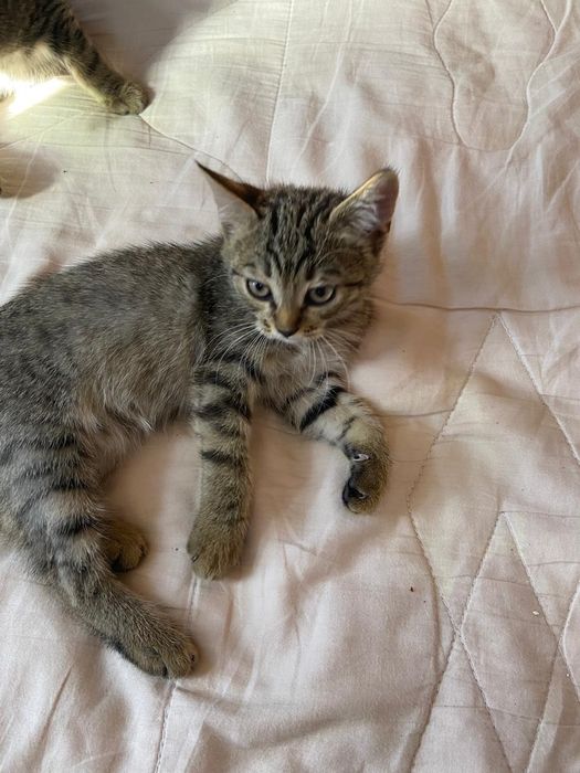 Котята ищут хорошую семью.