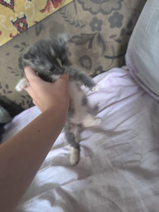 Отдам котенка в добрые руки!