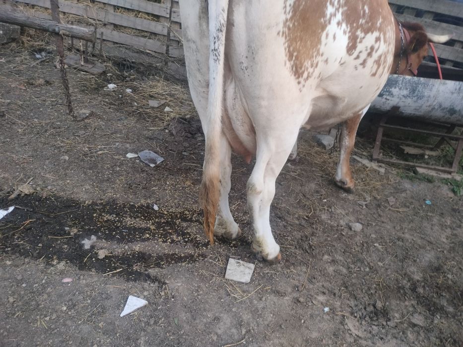 Vaca cea roșie este cu lapte,galbenă cu vițel