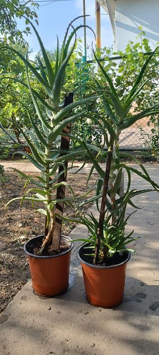 Продаю алоэ лекарственные