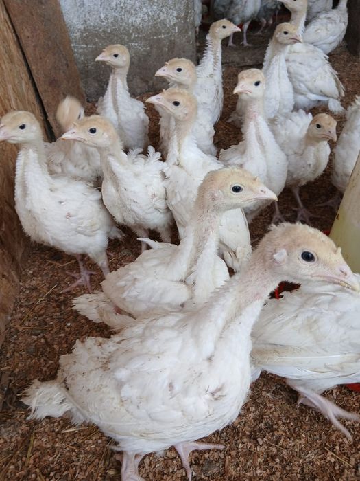 Pui de carne, rasa mixta si curci