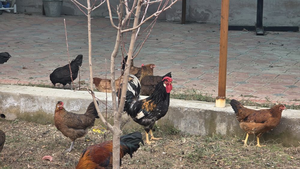 Шошилинг! Хуроз ва товуклар сотилади!