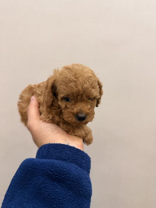 Продаются щенки той пуделя