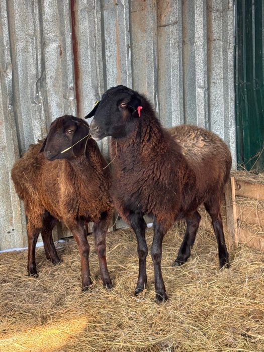 Кой сатылады. Продаем баранов