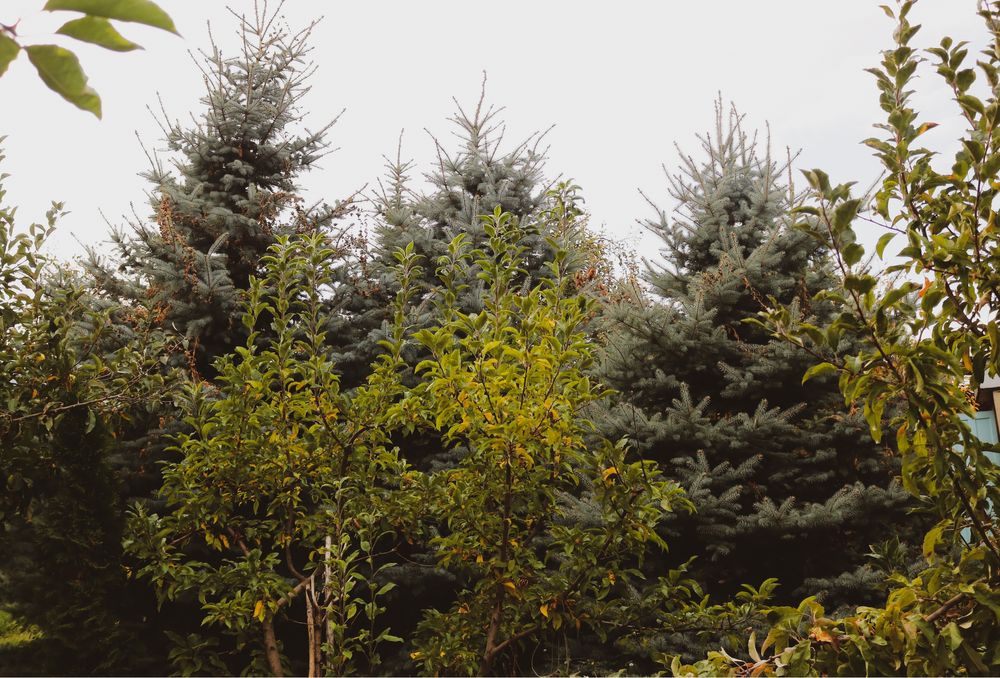 Ель голубая