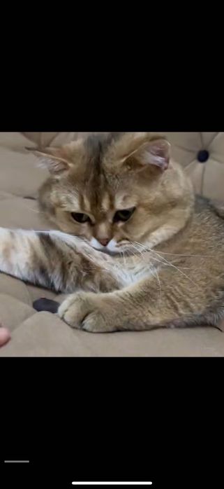 Вислоухий котенок
