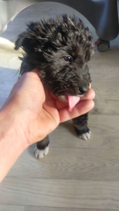 Отдам щенят в добрые руки