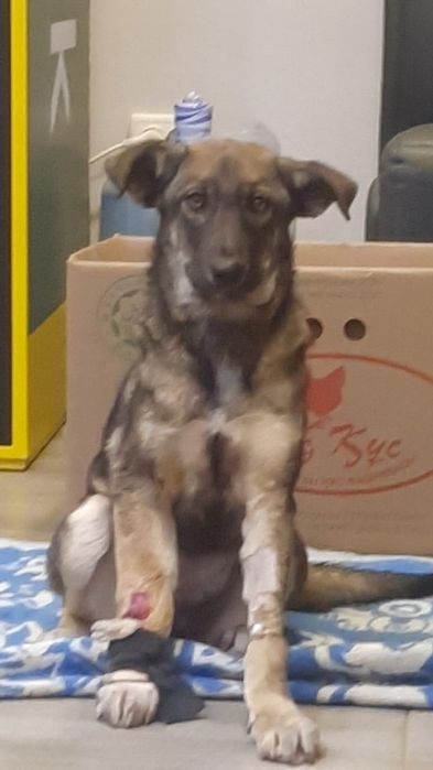 Щенки в добрые руки.