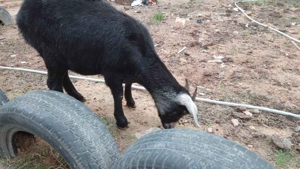 Альпи ешкілер сатылад