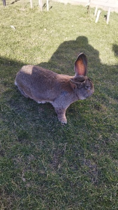 Iepure Uriaș German