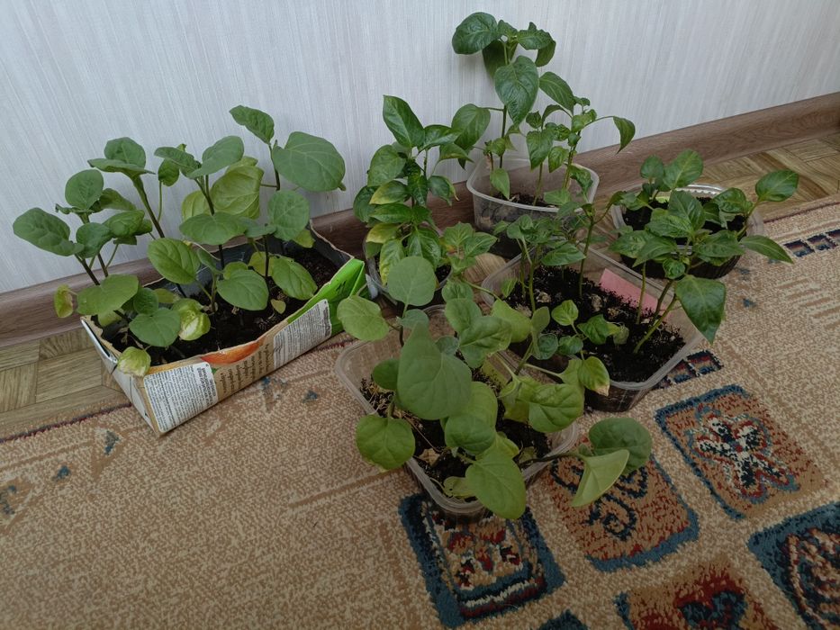 Перцы баклажаны рассада
