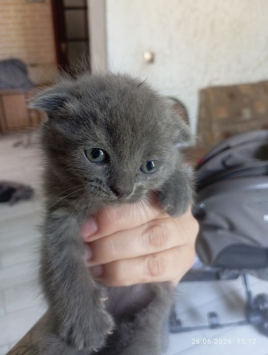 Котенок вислоухий