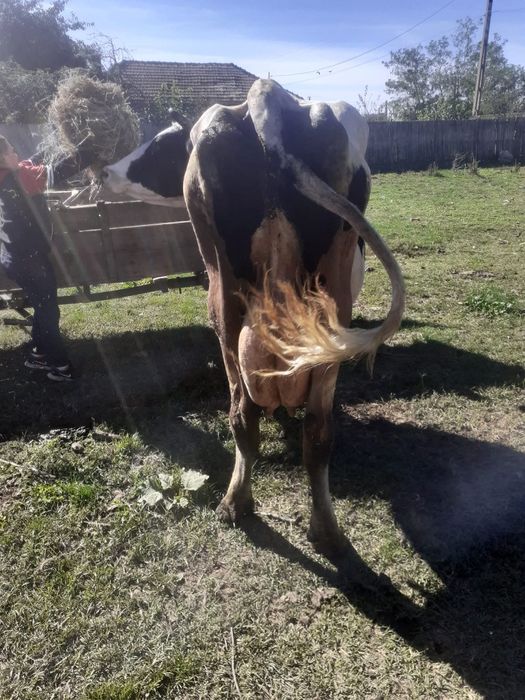 Vaca de vânzare ieftina