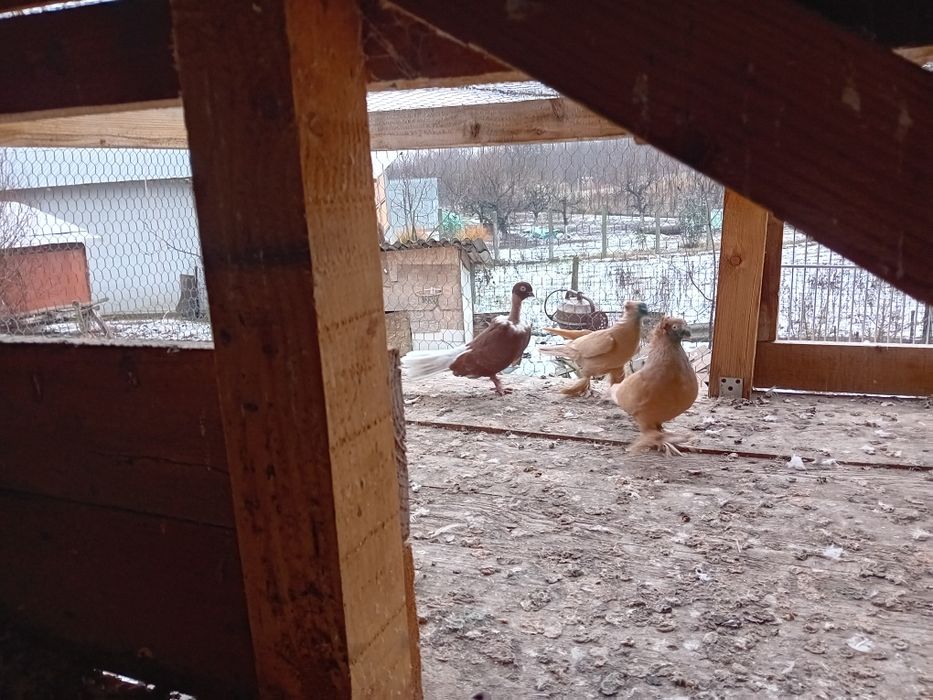 Vand schimb porumbei jucatori de botosani