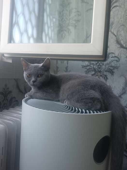 Продаётся Скотиш Страйт девочка