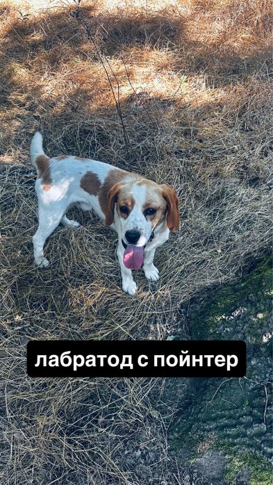 продавам кучета за гъби