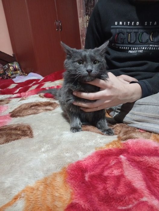 500 минг Кам йук