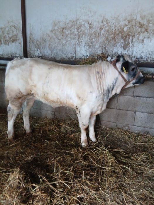 Vitea belgă de vânzare