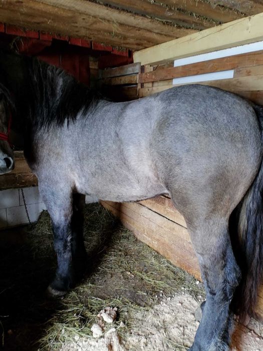 Vând mânz de doi ani ,rasa Percheron
