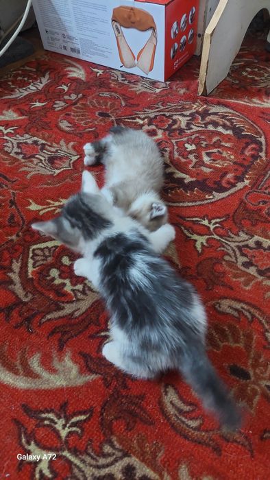 Отдам котят в добрые руки