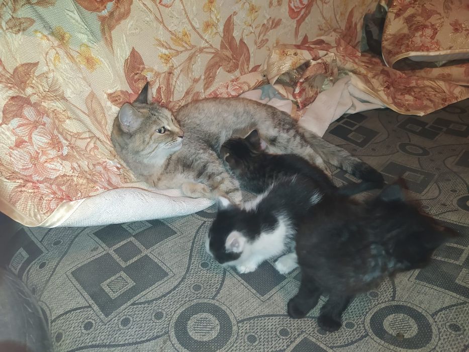 Очаровательные котята