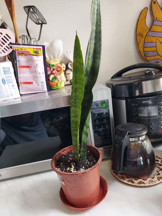 Сансивиерия щучий хвост