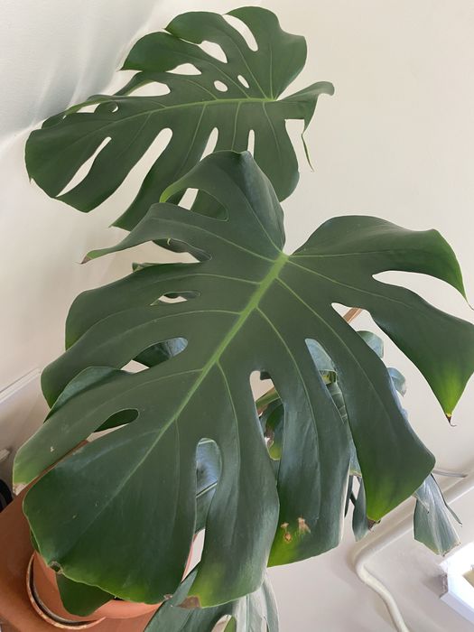 Монстера взрослая